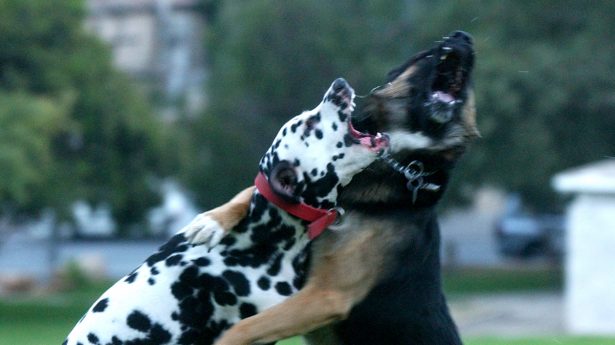 A quarrel between sisters