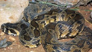Snake