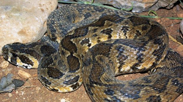Snake