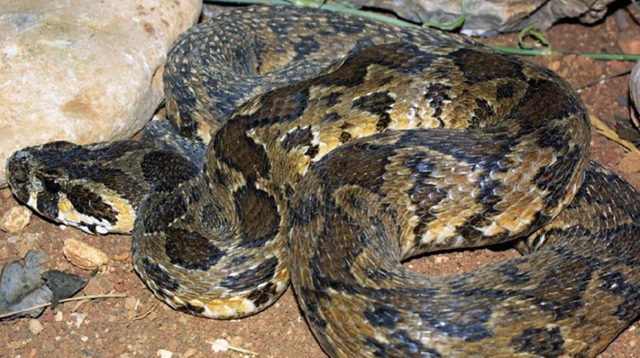 Snake