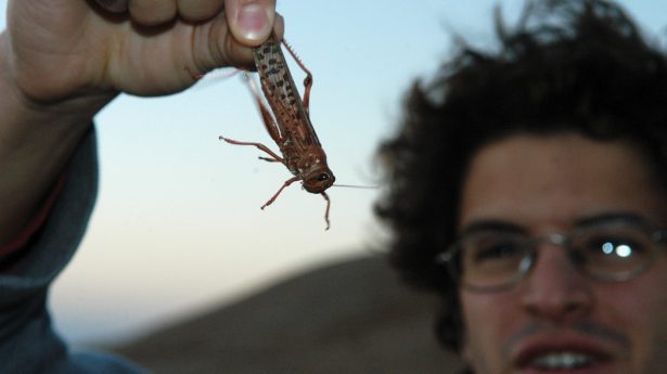 Grasshoppers