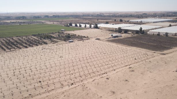 olive groves