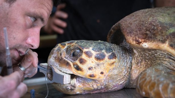Sea Turtle