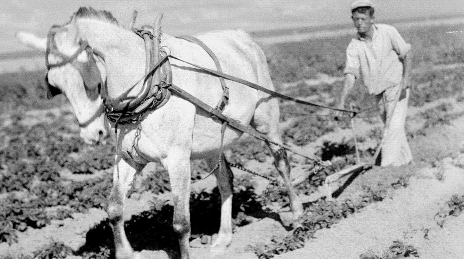 Pferd und Pflug.