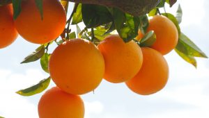 Orangenbaum