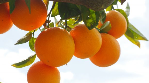Orangenbaum