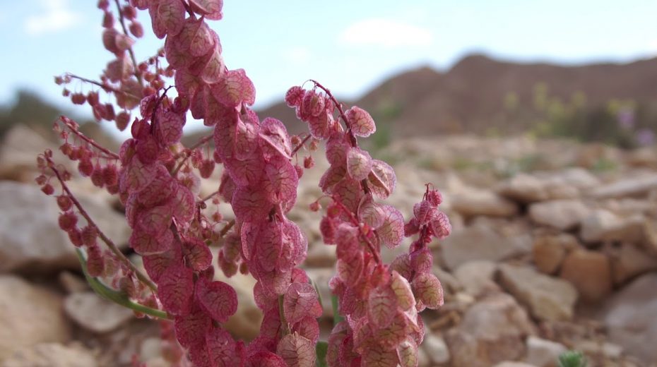 VIDEO: The Desert Blossoms