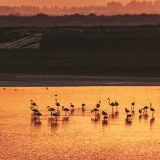 Flamingos