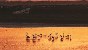 Flamingos