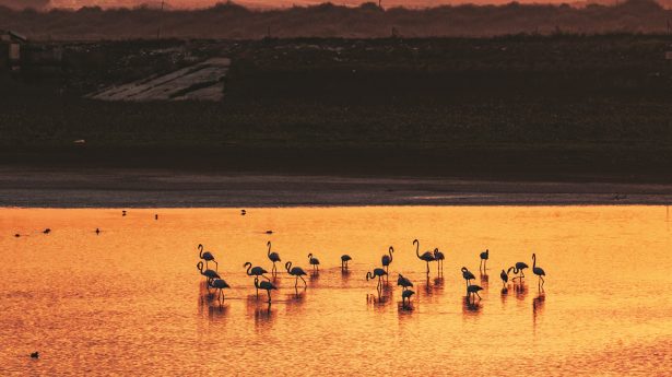 Flamingos