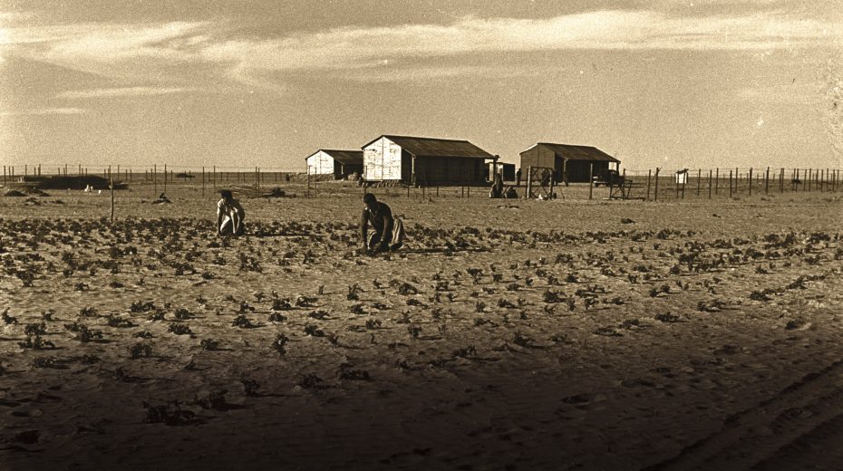 Taking Nothing for Granted: The Greening of Israel’s Desert