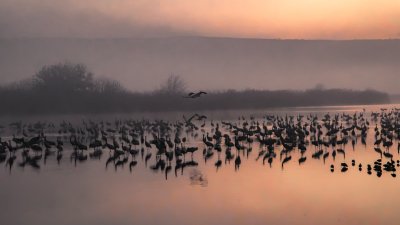 Cranes Descend on Israel
