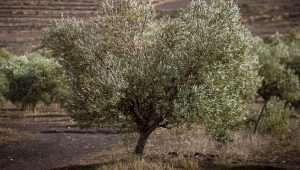Plant 8 Olive Trees In Israel In Your Name