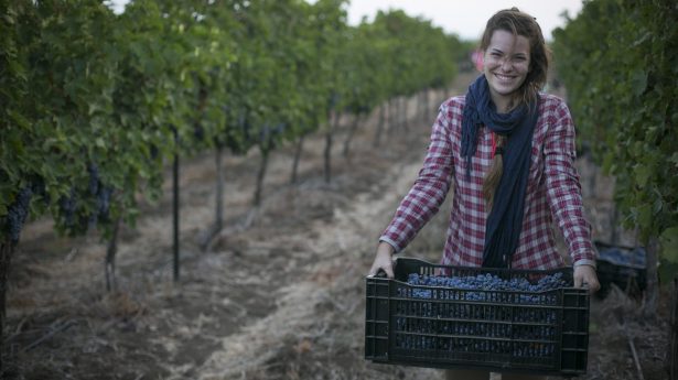 An Israeli woman works at a vinyard in Moshav Nov in the Golan Heights in northern Israel, on August 28, 2016. Photo by Maor Kinsbursky/Flash90 *** Local Caption