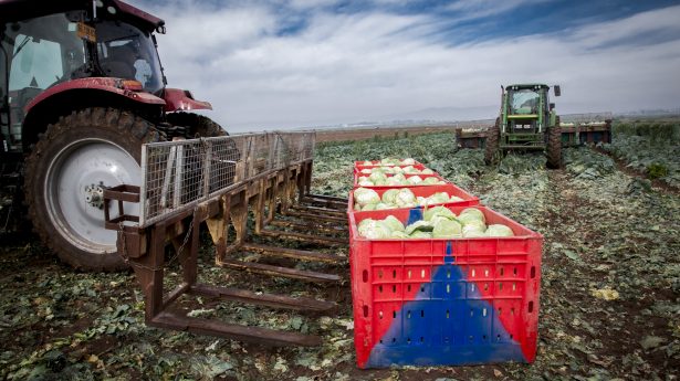 Harvesting cabbage in the fields near kibbutz Sarid, Emek Yezreel, March 27, 2017. All cabbage is checked that it is clean before sent to the factory for industrial produce. Photo by Anat Hermoni/FLASH90