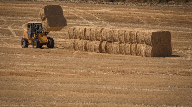 Havesting a field of wheat near Latrun on May 31, 2017. Photo by Nati Shohat/Flash90