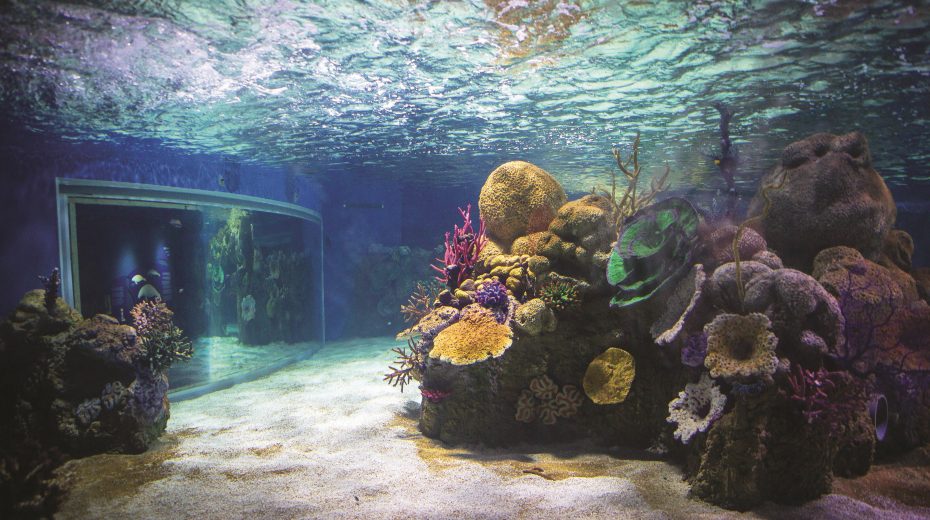 NEW AQUARIUM IN JERUSALEM