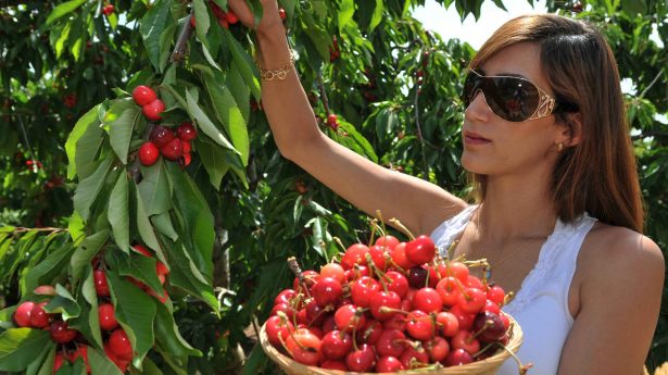 Cherry picking in the Golan orchard in Ein Zivan, northern Israel. May 12, 2008. Photo by Hamad Almakt / Flash 90