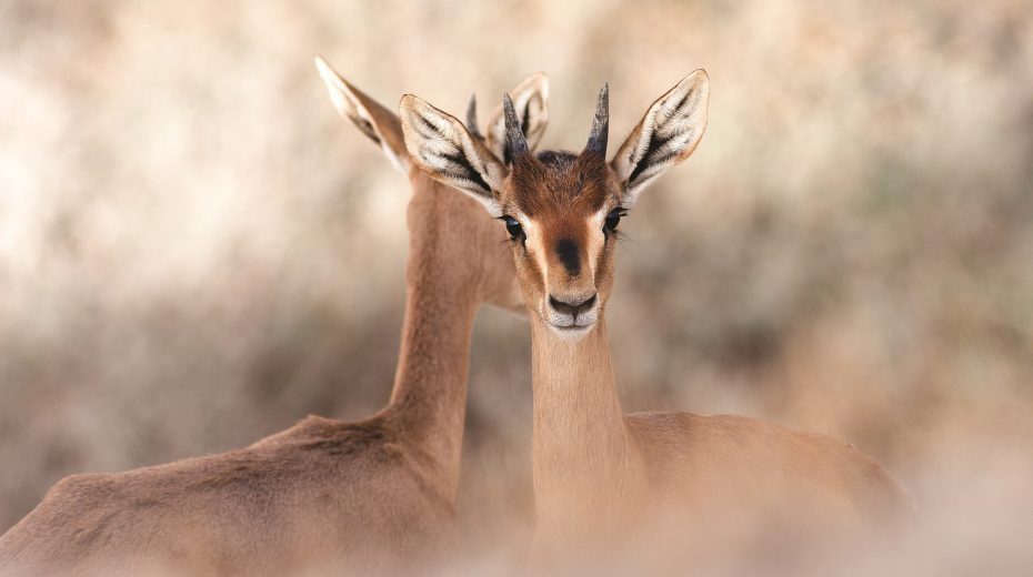 Israeli Nature Display at UN
