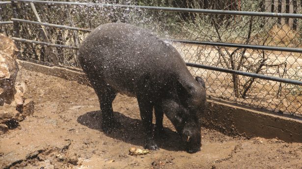 PIG OUT: This wild boar was out of bounds