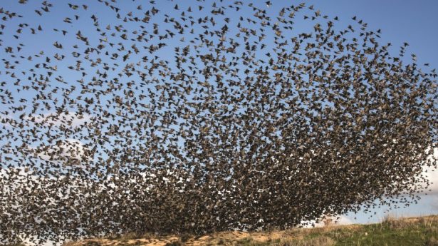BIRD MIGRATION