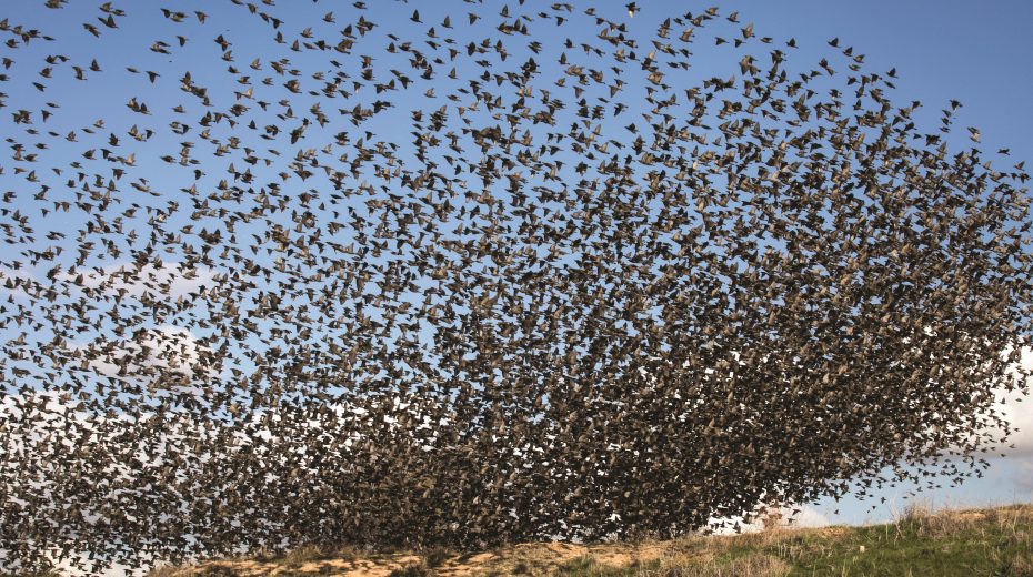Safari in the Holy Land BIRD MIGRATION
