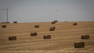 Feld