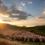 Mandelbäume im Golan