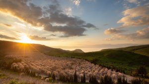 Mandelbäume im Golan