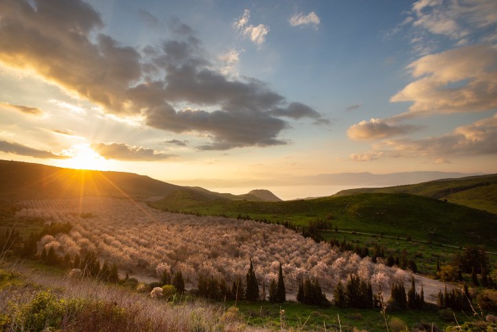Mandelbäume im Golan