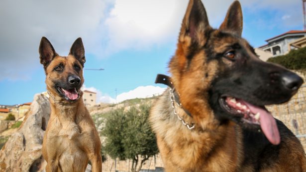 Israeli dogs detect cancer