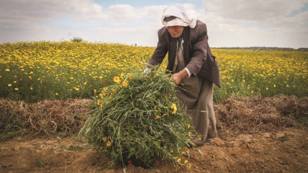 Araber auf dem Feld