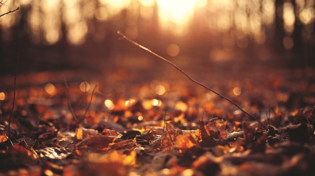 Fall