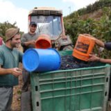 Weinernte