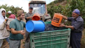 Weinernte