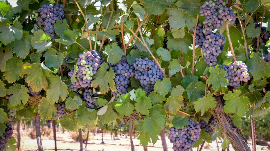 Weinberg