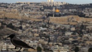 Rabe in Jerusalem