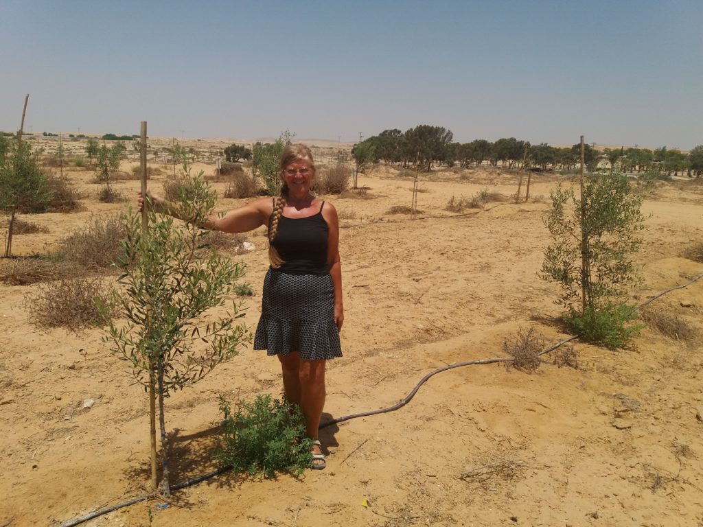 Our Adventure In Search Of Our Olive Tree In the Negev!