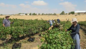 Weinlese