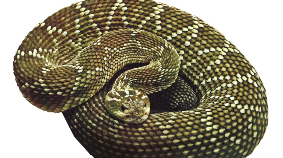 Cunning as Serpents