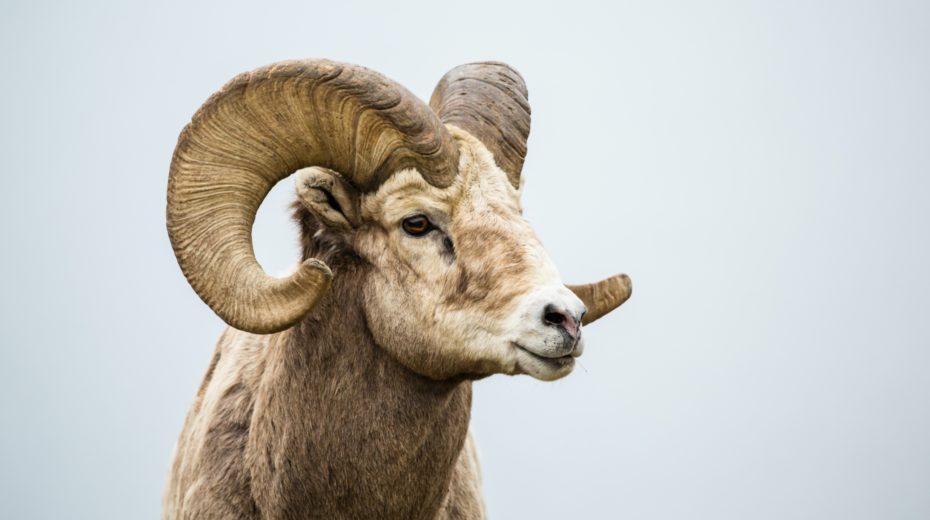 Isaac, Jesus and the Ram