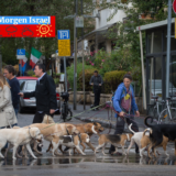 Tel Aviv Hunde