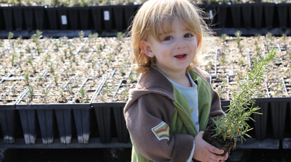 Tu B'shvat and the culture of planting trees in Israel.