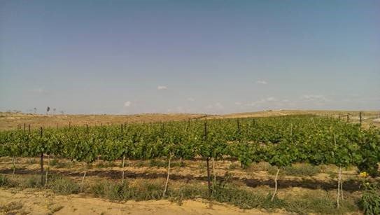 Unser Weinberg in der Negev-Wüste