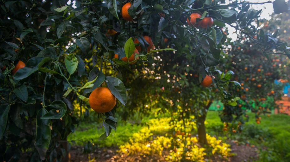 Israel’s Agriculture is Vital in Times of Crisis Agriculture in Israel is vital to its success and survival.