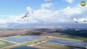The Hula Valley in the north of Israel is a paradise for bird watchers.