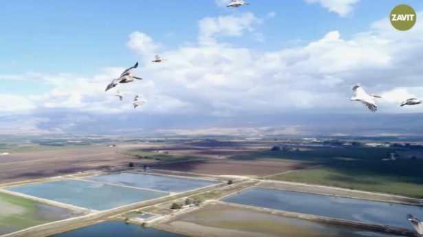 The Hula Valley in the north of Israel is a paradise for bird watchers.
