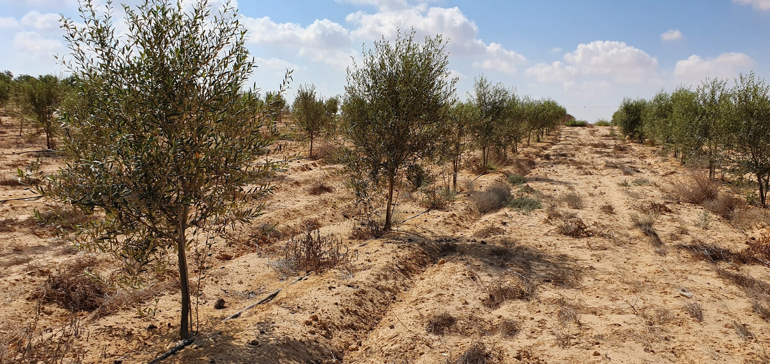 Olive trees