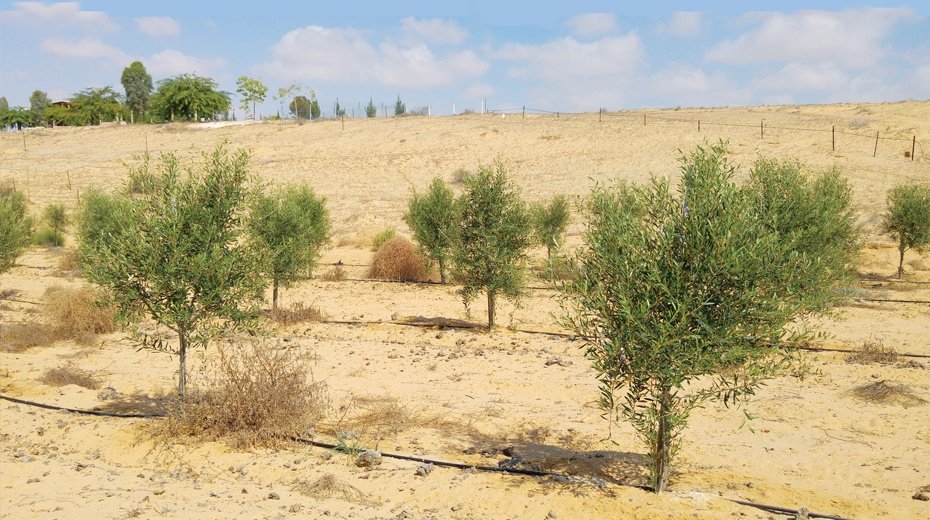 Olive trees