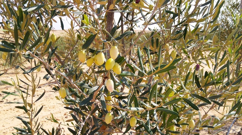 Olive tree